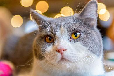 《英雄传说：黎之轨迹》公布最新预告及超长试玩演示